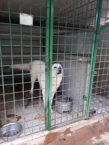 GOLIA (2)