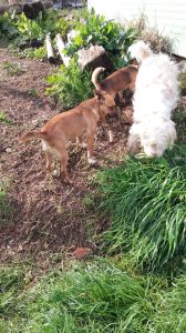 IMG-20171208-WA0018