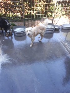 POLDO (4)