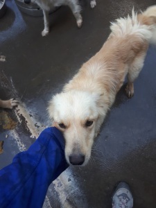 POLDO (7)