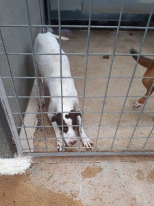 PONGO (3)