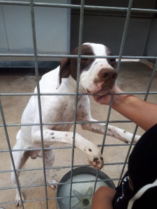 PONGO (4)