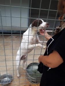 PONGO (5)