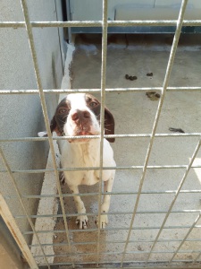 PONGO (6)