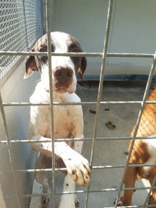 PONGO (7)