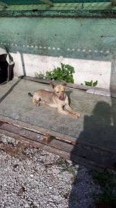 IMG-20171108-WA0006