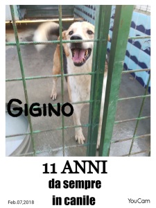 gigino