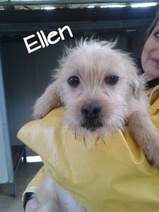ELLEN