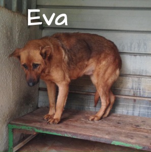 EVA8