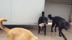 UGO