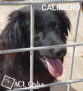 Calimero logo