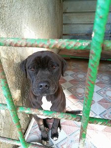 bruno