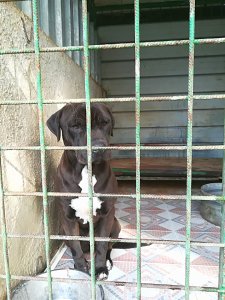 bruno1