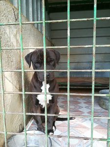 bruno2