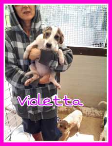 VIOLETTA10
