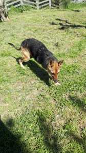 WILLY1