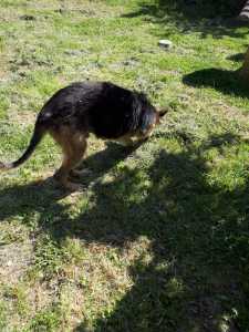 WILLY2