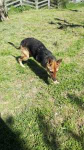 WILLY3