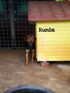 RUMBA