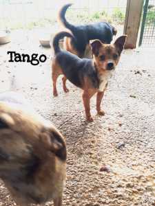 TANGO