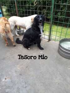 TESOROMIO