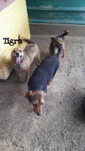 TIGRA