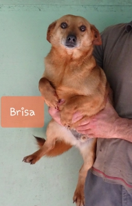 BRISA