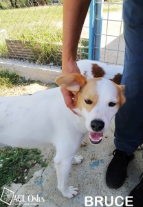 bruce7