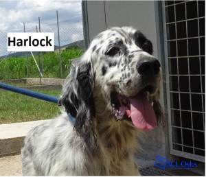 Harlock con logo