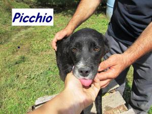 PICCHIO (11)