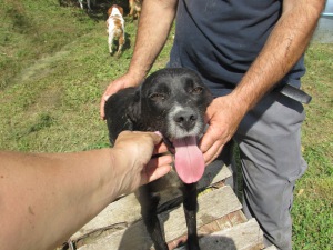 PICCHIO (13)