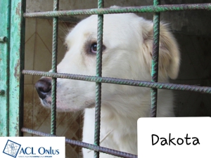 DAKOTA.1