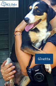 GINETTA (6)