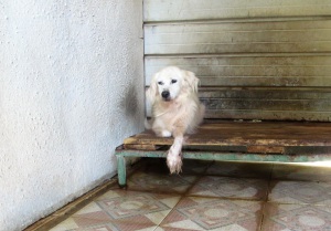 NonnoDario (9)