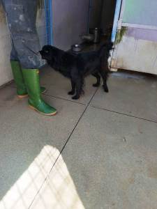 BLACK KACK (12)