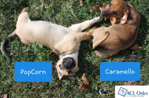 POP CORN CARAMELLO (1)