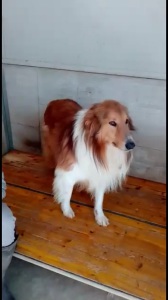 Screenshot_20190326-123332_Video Player