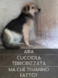 AIDA