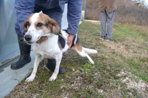 CICCIO (2)