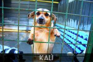 KALI