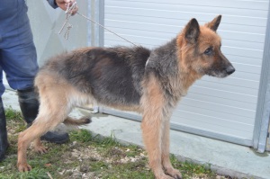 MAX (3)