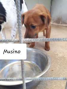 MUSINO