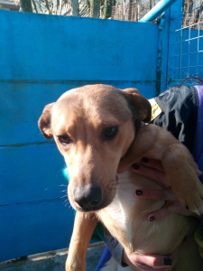 SABA