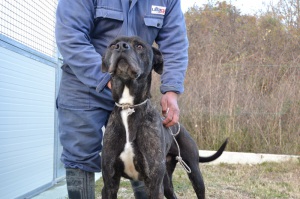 TIGRO (1)