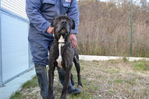 TIGRO (2)