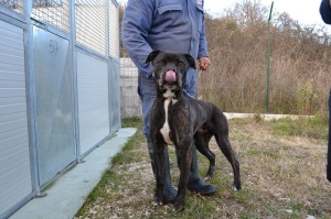 TIGRO (3)