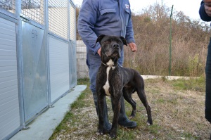 TIGRO (4)