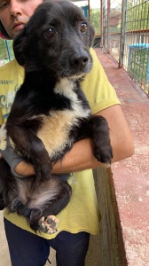 VITO5
