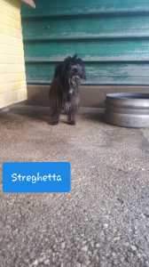 streghetta 1