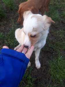 CHICA7